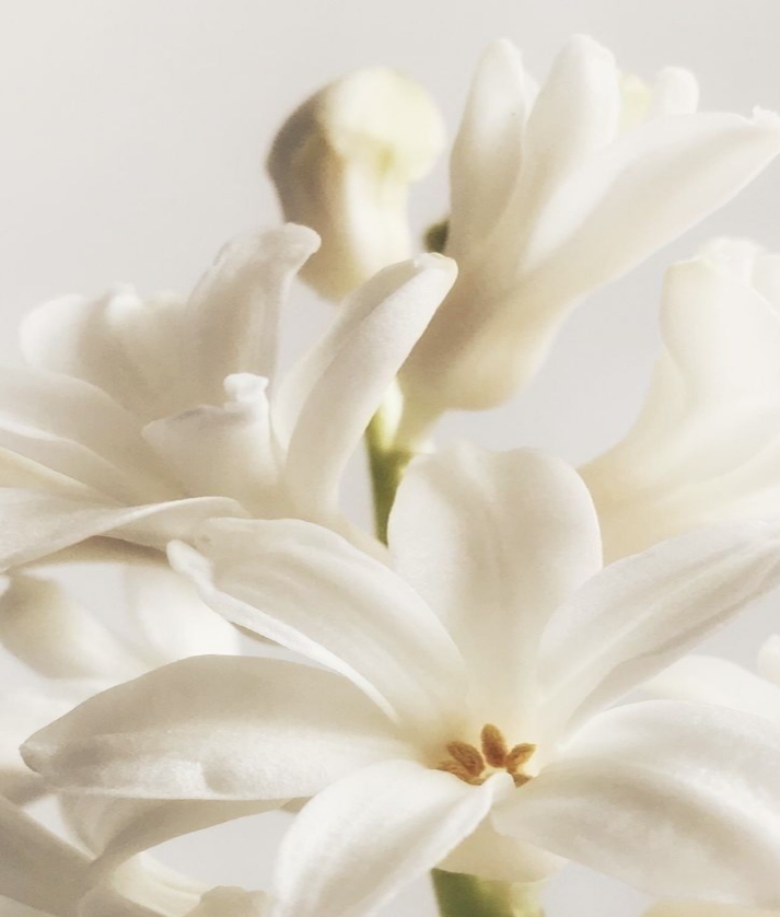 Flowers © Romy Apon